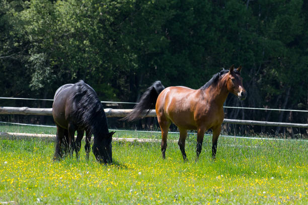 istock Horses grazing in a paddock on a ranch 1303375411
