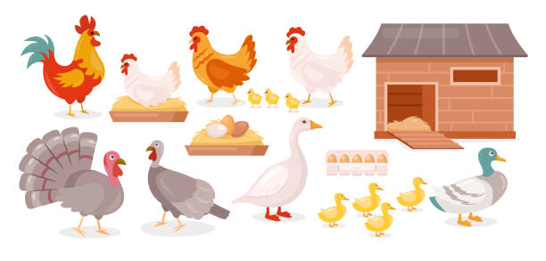 ilustrações, clipart, desenhos animados e ícones de galinhas fazenda pássaros conjunto isolado, ganso, pato, galinha e galo andando com galinhas bebês - turkey animal head bird white