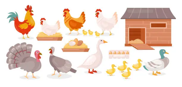 Vector illustration of Chickens farm birds isolated set, goose, duck, hen and rooster walking with baby chickens