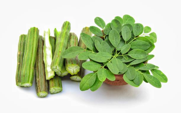 moringa oleiferaaislado sobre fondo blanco - moringa oleifera fotos fotografías e imágenes de stock