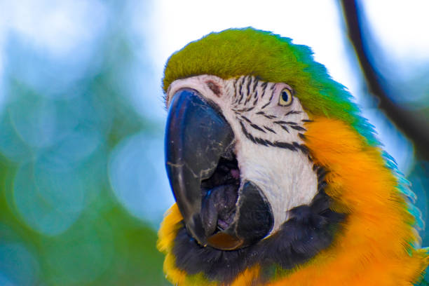 istock Gorgeous Blue and Gold Macaw Parrot closeup 1303376458