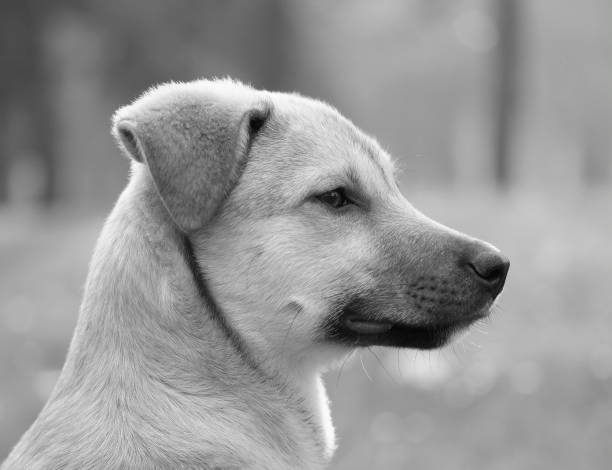 istock Little dog Portrait 1303378508