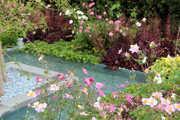 Beautiful water garden