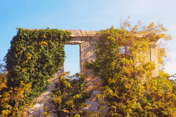 Ruined home. Wall of abandoned house overgrown with ivy on sunny day