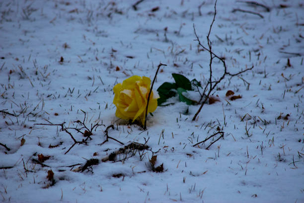 A yellow rose laying on winter snow giving the message of sadness and hope
