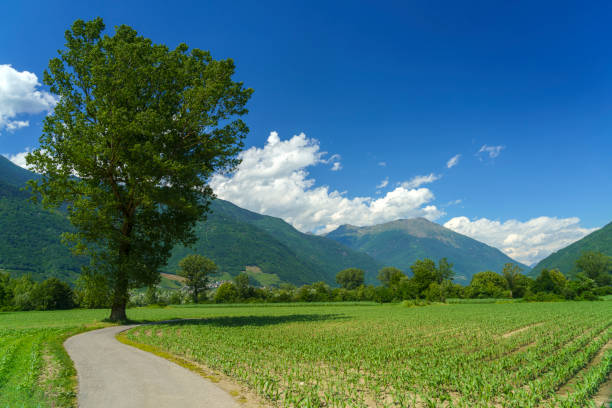 paisagem de verão ao longo do sentiero della valtellina, ciclovia - river adda - fotografias e filmes do acervo