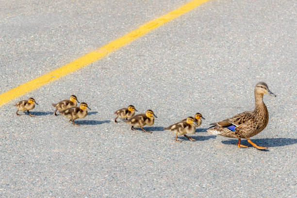 Mother leading baby ducks across a road A mother duck leading her babies across a road on a bright sunny day. Yellow line in the center of the road. Seven baby ducks follow the mother. ducks in a row concept stock pictures, royalty-free photos & images