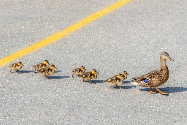 A mother duck leading her babies across a road on a bright sunny day. Yellow line in the center of the road. Seven baby ducks follow the mother.