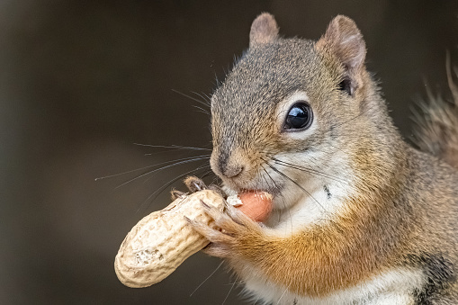 Closeup of a small red squirrel eating a peanut. Only his face and paws visible, along with the peanut. Lots of detail. Dark background.