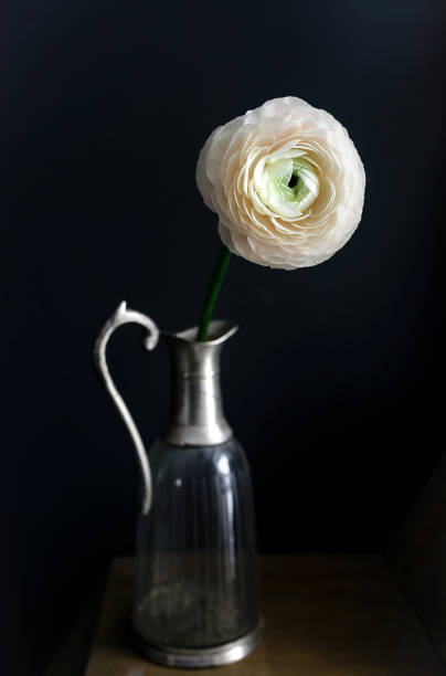 istock White ranunculus flower in a vase on dark background. Beautiful delicate spring flower 1303387097