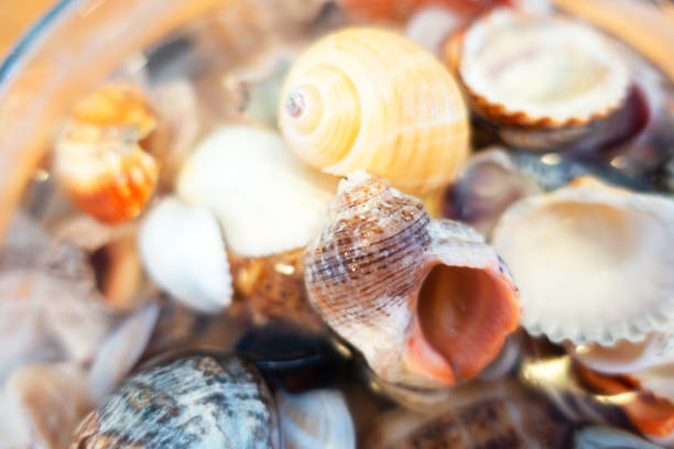 istock Bunch of seashells on still life 1303389393