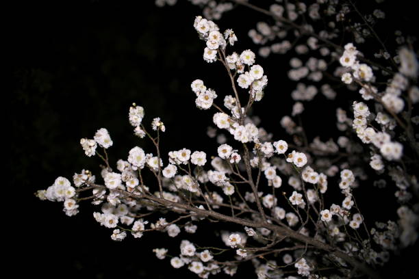 istock Japanese white ume plum blossoms at dawn 1303390227