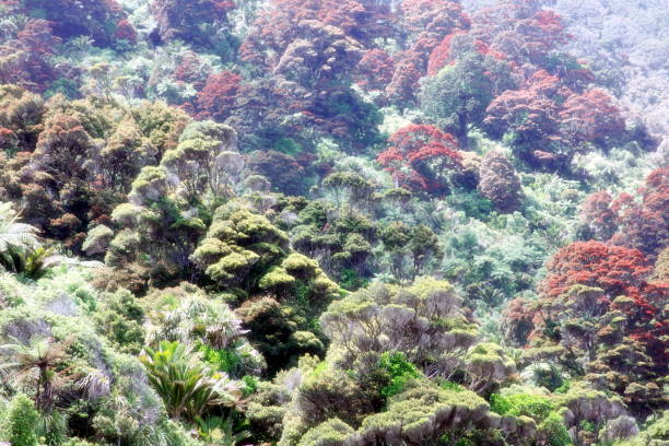 istock New Zealand West Coast Native Temperate Rain Forest 1303390360