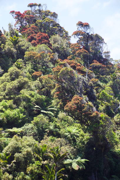 New Zealand West Coast Native Temperate Rain Forest