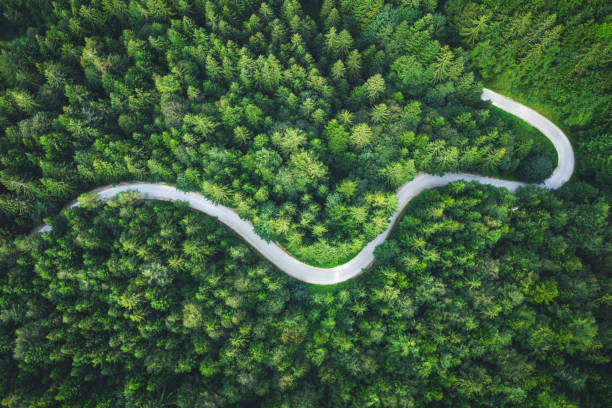Winding Forest Road Idyllic winding road through the green pine forest. forest path stock pictures, royalty-free photos & images