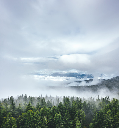 Aerial view on pine forest through the fog.