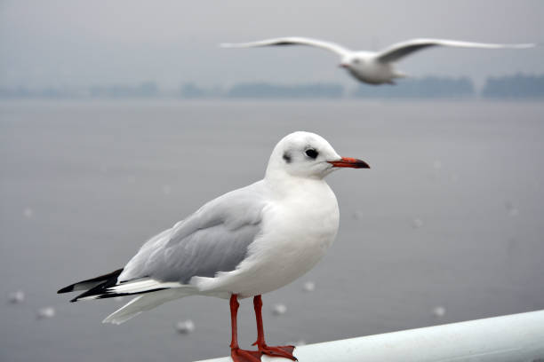 istock a larus ridibundus stand on the handrail 1303391878