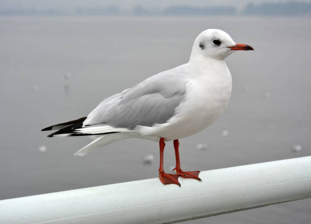 istock A cute white larus ridibundus standing on the handrail 1303391914