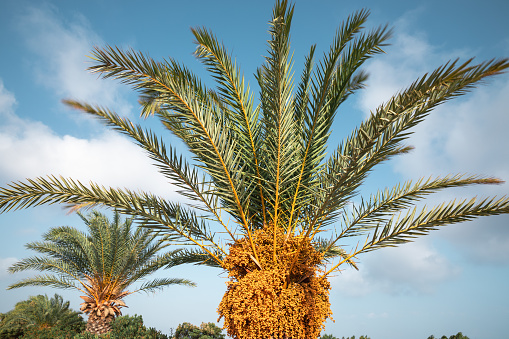 Close-up of Cretan date palm (Phoenix theophrasti). Lasithi, Crete, Greece.