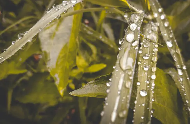 Morning Dew : Beautiful Water Spots In A Rainy Day