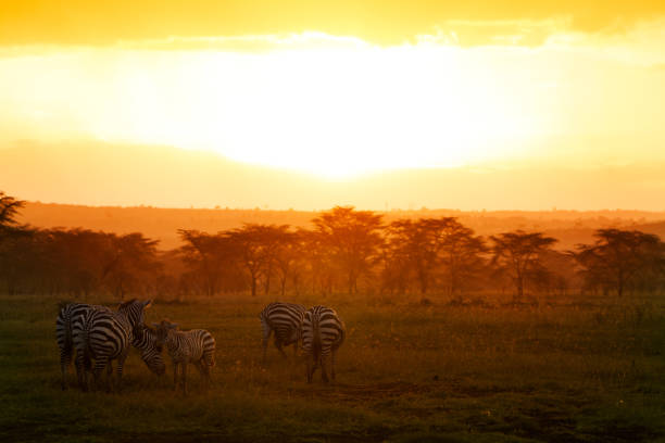istock Zebras with orange savanna background in Kenya 1303392814
