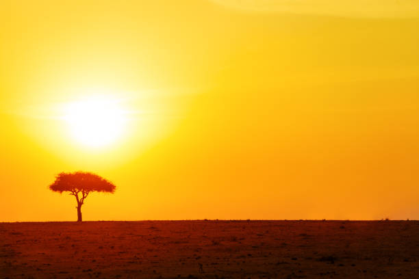 istock Clean sunset photo with sky tree an savanna, Kenya 1303392825