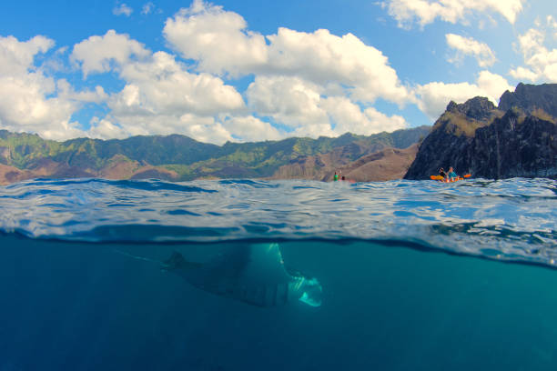 Mantarrayas Mobulas 30+ Mobula Mobular Fotografías de stock, fotos e imágenes libres de ...