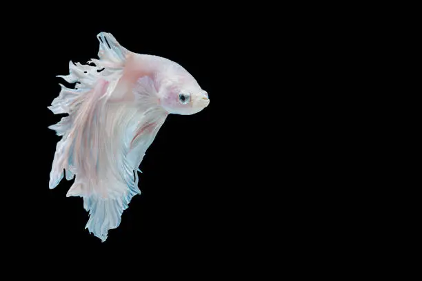 Multicolor White Betta spendens fighting fish (Rosetail) Halfmoon fancy in Thailand on isolated black background with copy space. The moving moment beautiful Siamese betta fish with clipping path.