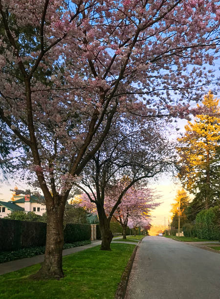 istock Blooming cherry trees in the city at sunset. 1303395791