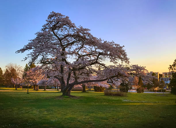 istock Pink blooming cherry trees in the park at sunset 1303395805