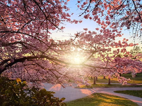 Cerezos rosados en flor. Los rayos de sol al atardecer brillan a través de las ramas photo