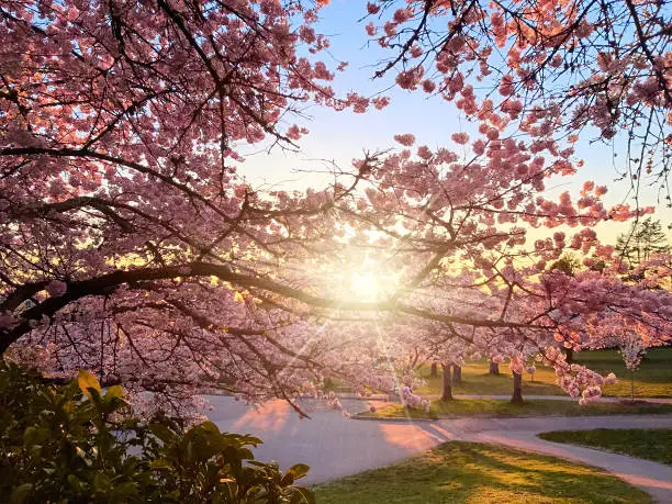 Photo of Pink blooming cherry trees. Sunset rays of the sun shine through the branches