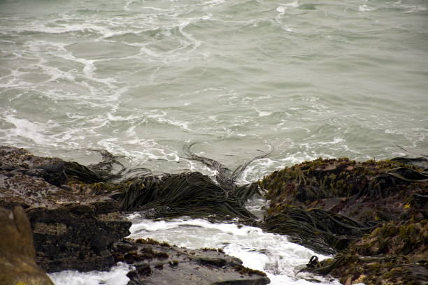 istock Wild Coast Sea with Seaweed 1303395999