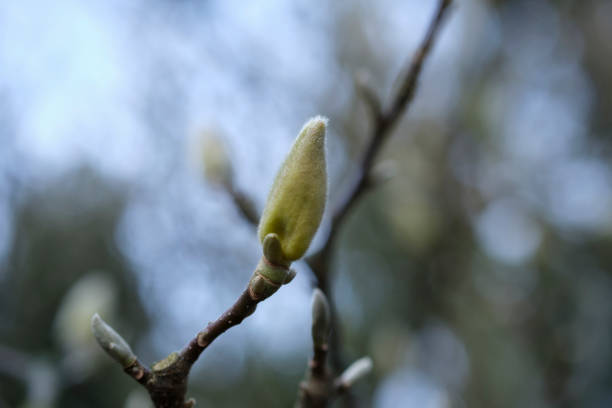istock Close-up of a bud of Magnolia tree 1303402957