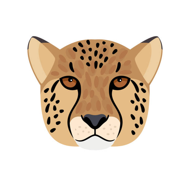 Cheetah head. Cartoon wild aggressive beast, symbol of hunting trophy Cheetah head. Cartoon wild aggressive beast, symbol of hunting trophy, vector illustration of leopard face isolated on white background taxidermy cat stock illustrations