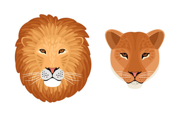Lion head emblems. Cartoon front face of aggressive beasts with redhead fur Lion head emblems. Cartoon front face of aggressive beasts with redhead fur, symbol of hunting trophy, vector illustration of wild cats isolated on white background taxidermy cat stock illustrations