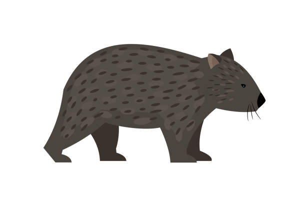 Exotic australian animal. Cartoon cute character of wildlife, friendly beast of nature Exotic australian animal. Cartoon cute character of wildlife, friendly beast of nature, vector illustration of wombat isolated on white background wombat stock illustrations