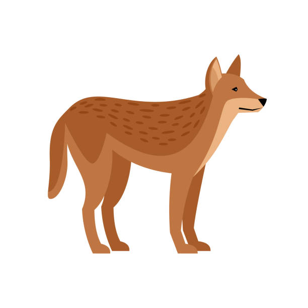 exotische wilde hund. cartoon rotschopf charakter der tierwelt, aggressives tier der natur - dingo stock-grafiken, -clipart, -cartoons und -symbole