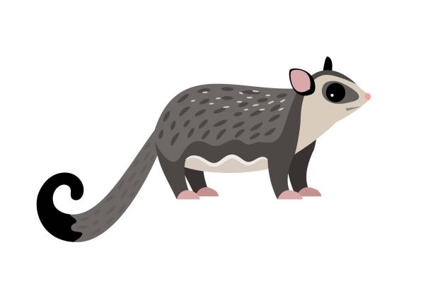 Exotic Flying Animal Cartoon Fluffy Characters Of Zoo Cute Beast Of Wildlife Stock Illustration - Download Image Now - iStock Exotic Flying Animal Cartoon Fluffy Characters Of Zoo Cute Beast Of Wildlife Stock Illustration - Download Image Now - iStock