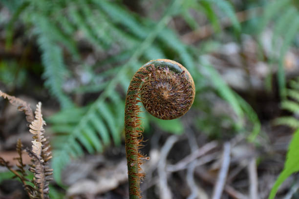 istock Fiddle-head of fern 1303408102