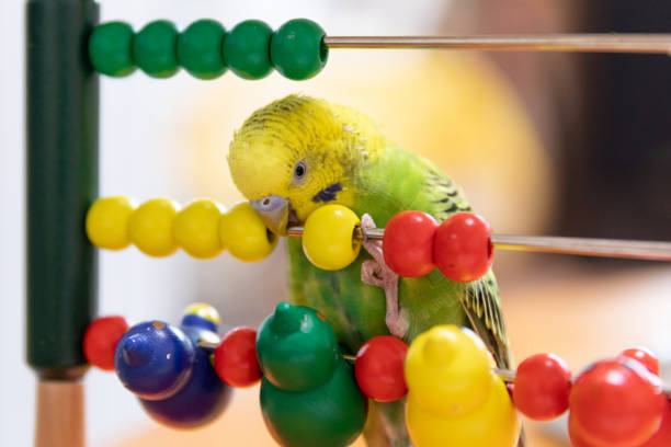 Life with pet budgie Life with pet budgie preening stock pictures, royalty-free photos & images