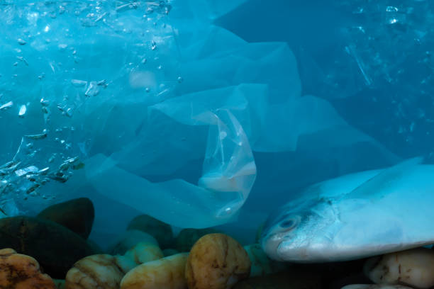 istock Disposal of waste into water sources, such as plastic bags, is non-biodegradable, causing pollution and is harmful to aquatic animals. 1303410228