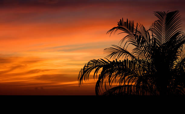 sunset background, palm in silhouette foreground, no people