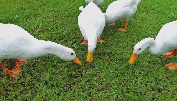 istock Another flock of geese eating the grass 1303412417