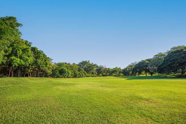 istock landscape with green grass and sky 1303413039