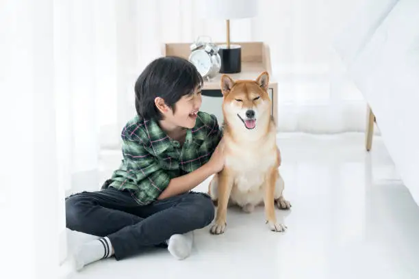 Photo of A boy and a Shiba Inu smiling in the bedroom. Teenager laugh with Japanese dog on the floor in bedroom.