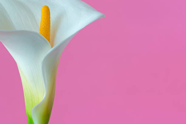 istock Calla Lily flower close up on light pink background with copy space 1303416164