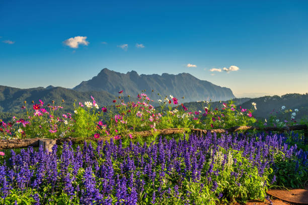 istock Tropical forest nature landscape view with mountain range sunrise at Doi Chiang Dao, Chiang Mai Thailand 1303417060