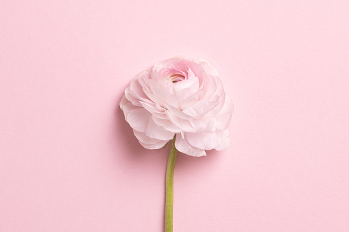 Hermosas flores de primavera sobre fondo rosa, composición del marco de flores photo