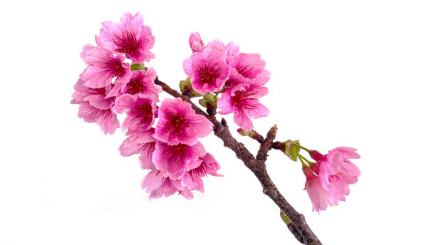 istock Beautiful pink cherry blossom image 1303418387